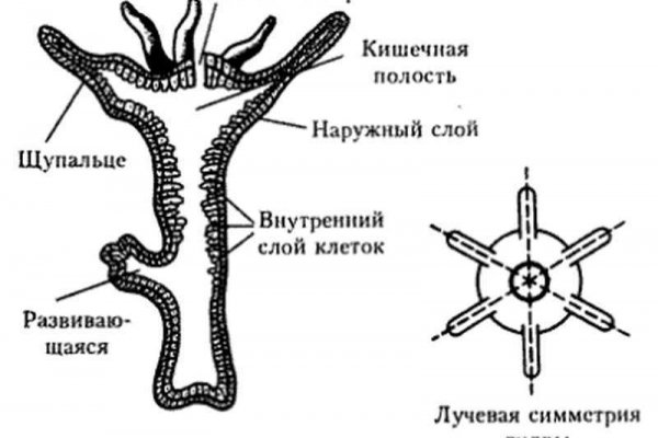 Кракен зайти